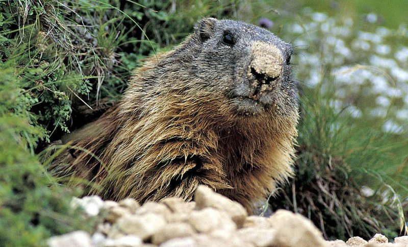 01_Marmotta_Foto_Fulvio_Genero.jpg