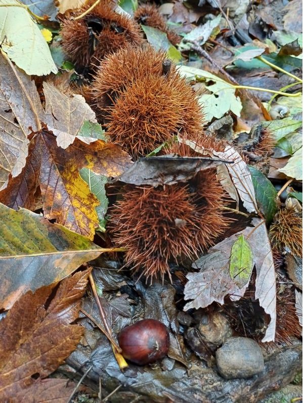 Castagne_Montenars_ph_Nicola_Carbone