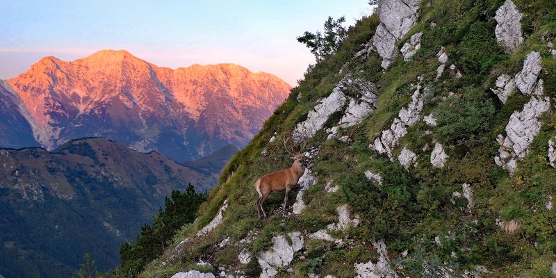 Cervo con sfondo Canin_Ph Daniele Buttolo.jpg