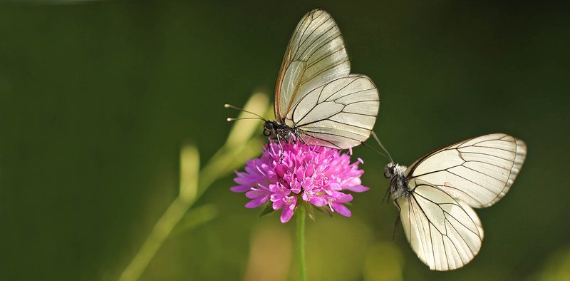 Farfalle nel Parco_Daniele Buttolo_02.jpg