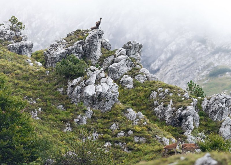 Fauna_parco_Luciano_Mattighello.jpg