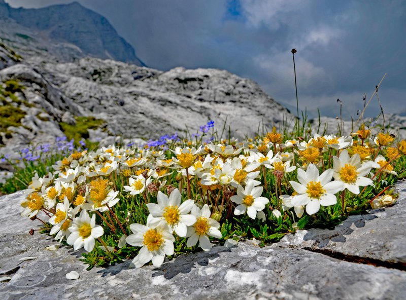 Foran_dal_Muss_percorso_botanico_Marco_Di_Lenardo_2784.JPG