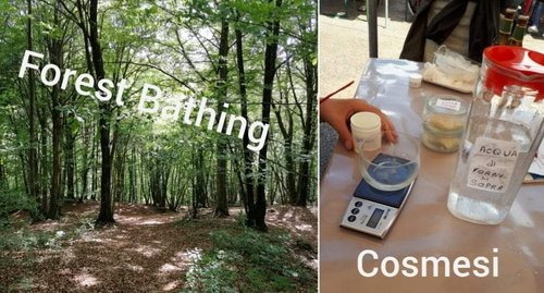 Forest Bathing 1.jpg
