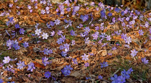 Hepatica_nobilis_Ph Daniele Buttolo.jpg