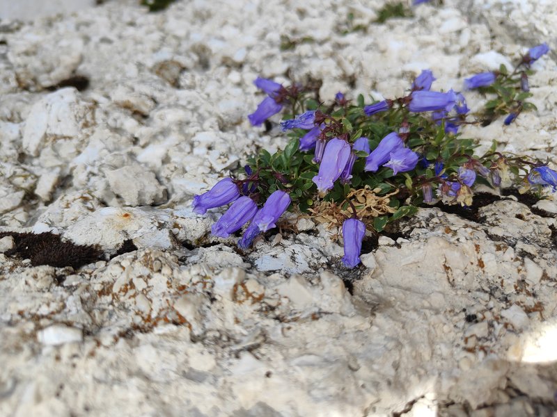 Campanula_zoysii