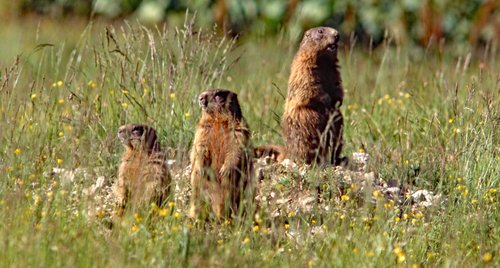 Marmotte -Antonio Borgo.jpg