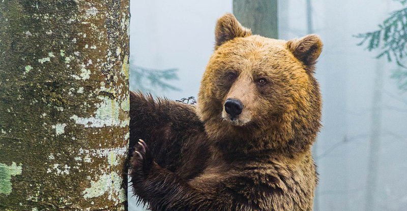 Orso Brruno02esteso_Luciano Mattighello.jpg