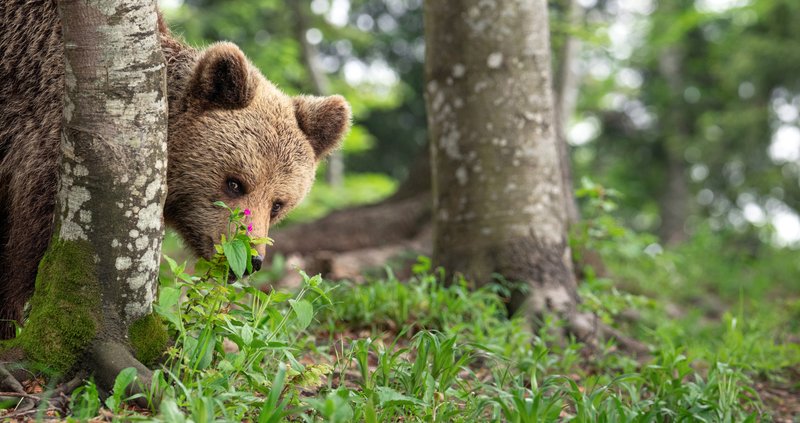 Orso_Bruno_Calendario 2024.jpg