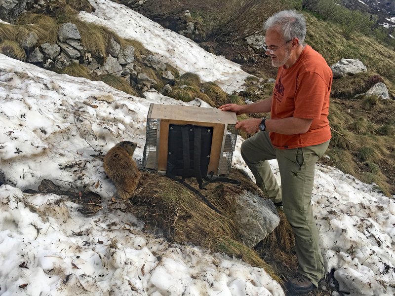 Reintroduzione marmotte_Ph Marco Di Lenardo.jpg