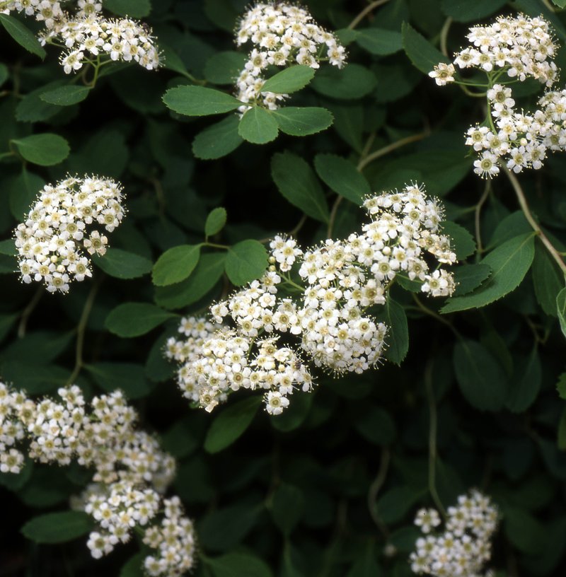 Spiraea decumbens