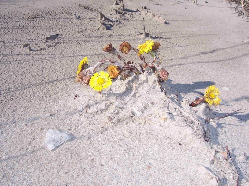 Flora_Tagliamento